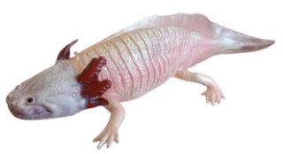 Obrázek z Figurka axolotl 18cm 